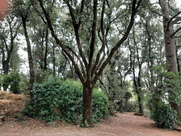 Agriturismo La Romanella 维泰博 外观 照片