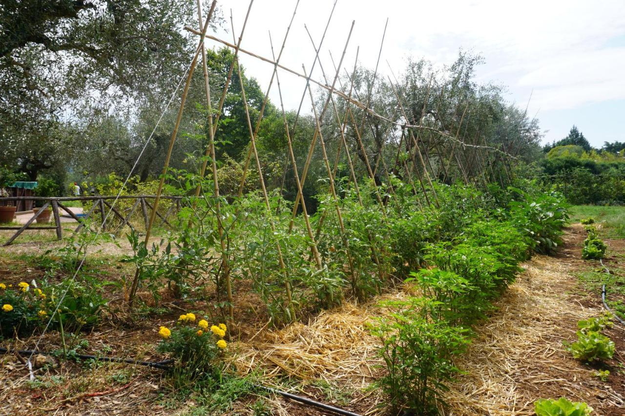 Agriturismo La Romanella 维泰博 外观 照片